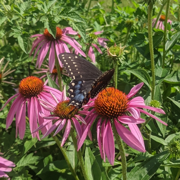 ♥️ - Picture 2 of 14